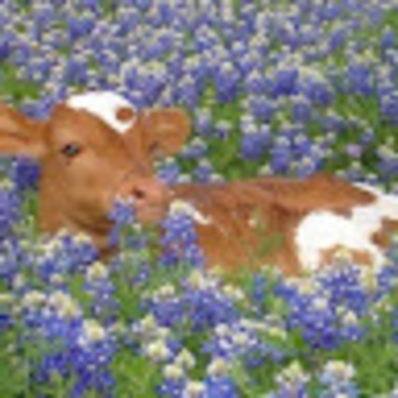 Meet your Posher, Bea - Picture 1 of 1